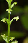 Palegreen orchid